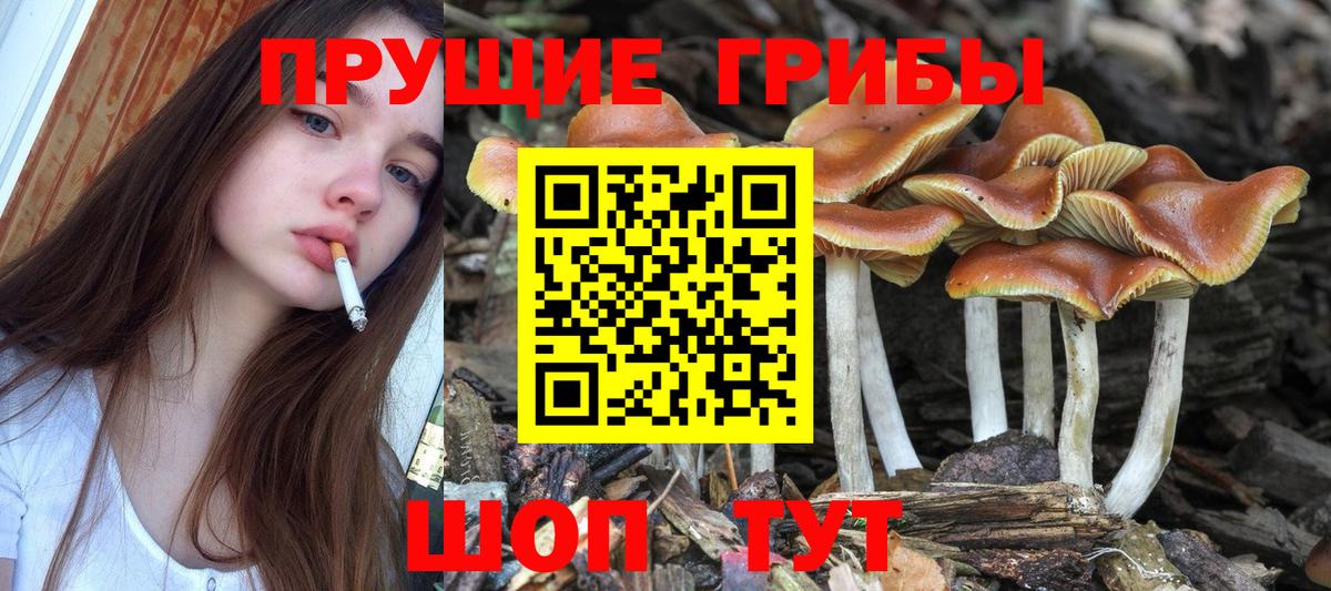 Иваново  купить  сайты  Вход с VPN  Галлюциногенные грибы Psilocybine cubensis 